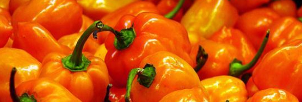 Habanero Peppers