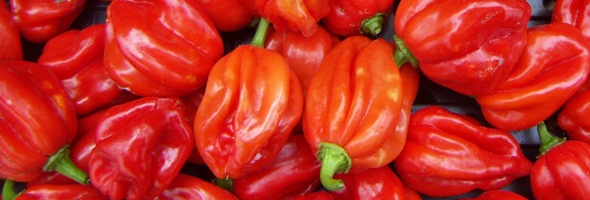 Scotch Bonnet Chili Peppers